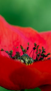 Preview wallpaper poppy, petals, red, macro