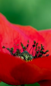 Preview wallpaper poppy, petals, red, macro