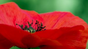 Preview wallpaper poppy, petals, red, macro