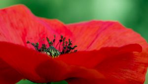 Preview wallpaper poppy, petals, red, macro