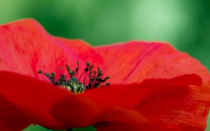 Preview wallpaper poppy, petals, red, macro