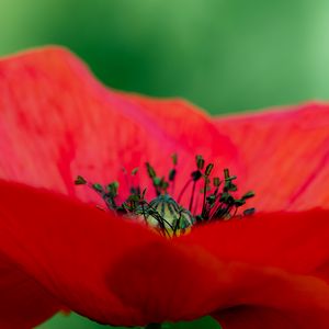 Preview wallpaper poppy, petals, red, macro