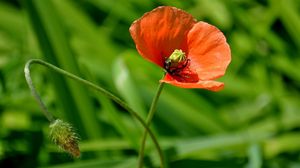 Preview wallpaper poppy, plant, stem, foliage