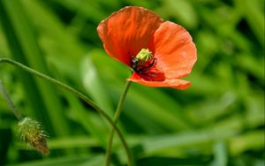 Preview wallpaper poppy, plant, stem, foliage