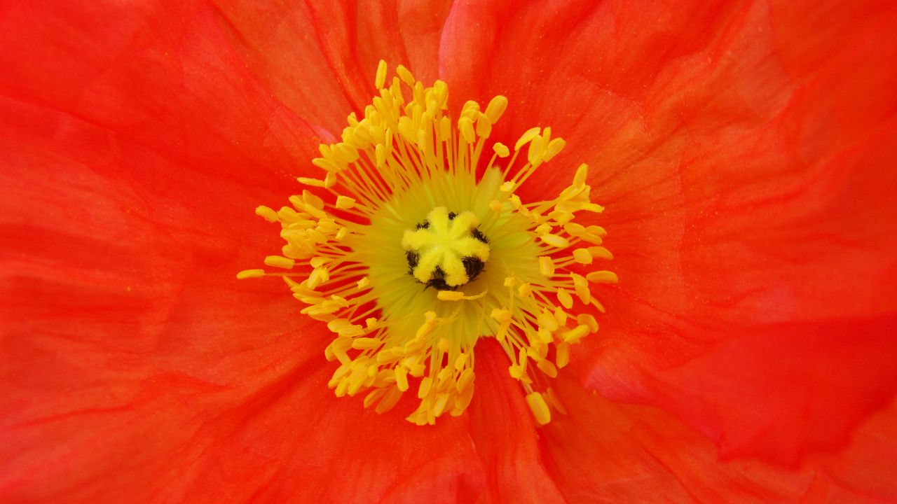 Wallpaper poppy, pollen, flower, macro, red