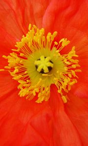 Preview wallpaper poppy, pollen, flower, macro, red