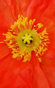 Preview wallpaper poppy, pollen, flower, macro, red