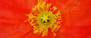 Preview wallpaper poppy, pollen, flower, macro, red