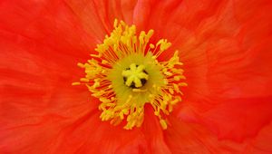 Preview wallpaper poppy, pollen, flower, macro, red