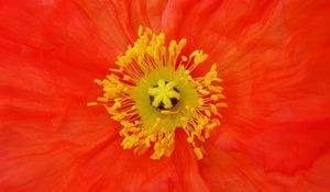 Preview wallpaper poppy, pollen, flower, macro, red