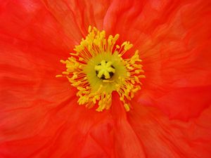 Preview wallpaper poppy, pollen, flower, macro, red