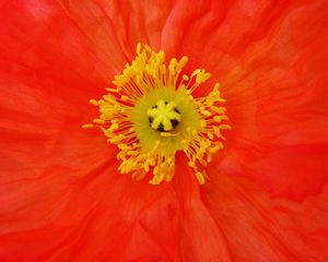 Preview wallpaper poppy, pollen, flower, macro, red