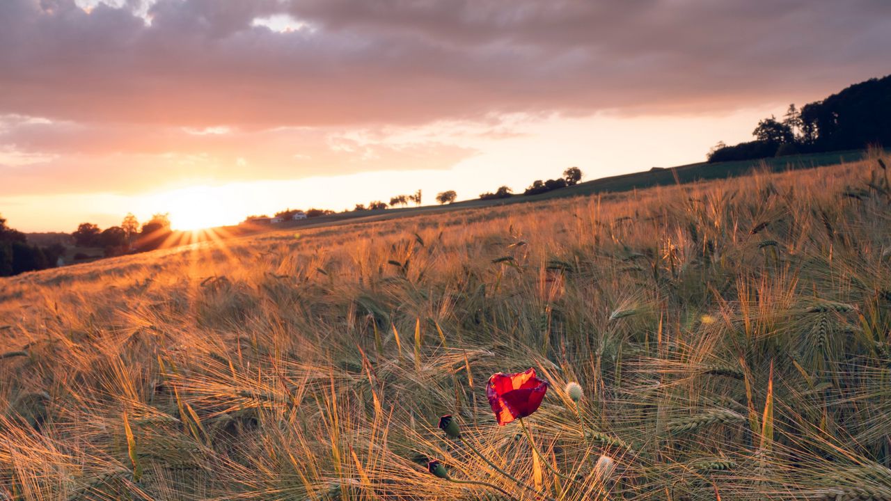 Wallpaper poppy, rays, ears, vast, horizon