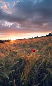 Preview wallpaper poppy, rays, ears, vast, horizon