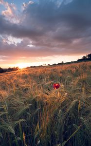 Preview wallpaper poppy, rays, ears, vast, horizon