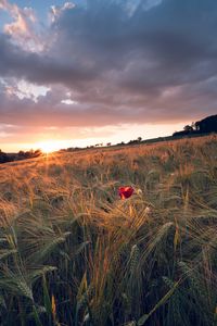 Preview wallpaper poppy, rays, ears, vast, horizon