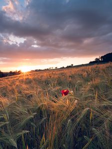 Preview wallpaper poppy, rays, ears, vast, horizon