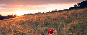 Preview wallpaper poppy, rays, ears, vast, horizon