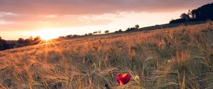 Preview wallpaper poppy, rays, ears, vast, horizon