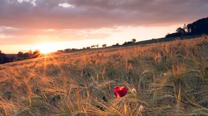 Preview wallpaper poppy, rays, ears, vast, horizon