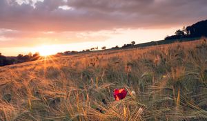 Preview wallpaper poppy, rays, ears, vast, horizon