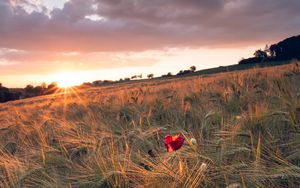 Preview wallpaper poppy, rays, ears, vast, horizon