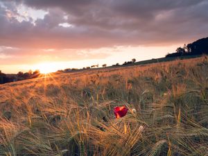 Preview wallpaper poppy, rays, ears, vast, horizon