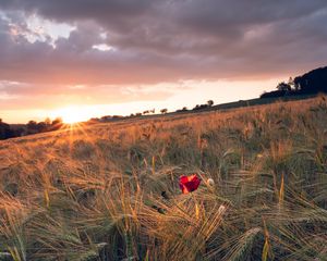 Preview wallpaper poppy, rays, ears, vast, horizon