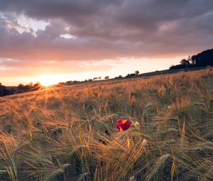 Preview wallpaper poppy, rays, ears, vast, horizon