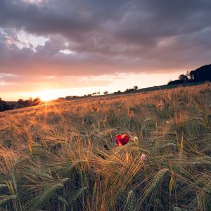 Preview wallpaper poppy, rays, ears, vast, horizon