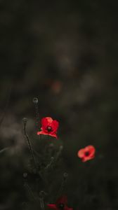 Preview wallpaper poppy, red, blur, bloom, flowerbed