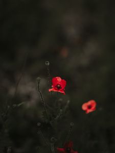 Preview wallpaper poppy, red, blur, bloom, flowerbed