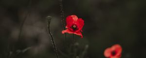Preview wallpaper poppy, red, blur, bloom, flowerbed