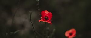 Preview wallpaper poppy, red, blur, bloom, flowerbed