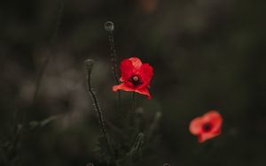 Preview wallpaper poppy, red, blur, bloom, flowerbed