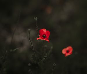 Preview wallpaper poppy, red, blur, bloom, flowerbed