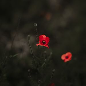 Preview wallpaper poppy, red, blur, bloom, flowerbed