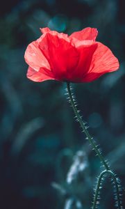 Preview wallpaper poppy, red, flower, macro, plant