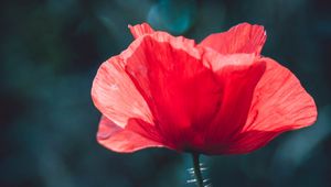 Preview wallpaper poppy, red, flower, macro, plant