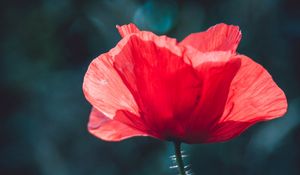 Preview wallpaper poppy, red, flower, macro, plant