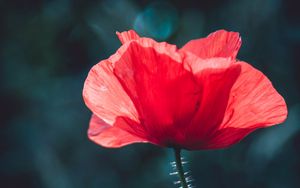 Preview wallpaper poppy, red, flower, macro, plant