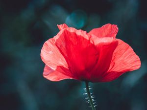 Preview wallpaper poppy, red, flower, macro, plant