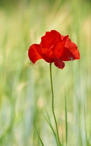 Preview wallpaper poppy, red, flower, wild