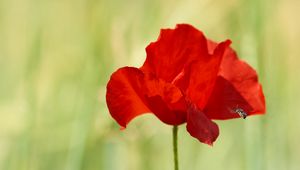 Preview wallpaper poppy, red, flower, wild