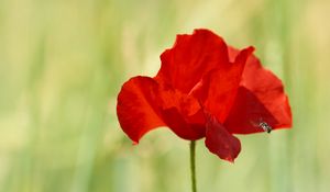 Preview wallpaper poppy, red, flower, wild