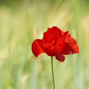 Preview wallpaper poppy, red, flower, wild