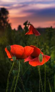 Preview wallpaper poppy, red, flowers, bloom, plant