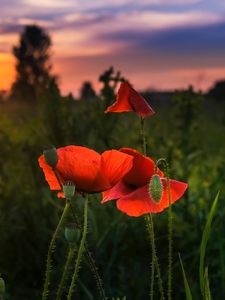 Preview wallpaper poppy, red, flowers, bloom, plant