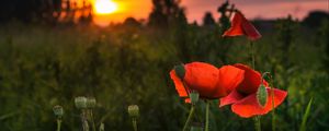 Preview wallpaper poppy, red, flowers, bloom, plant