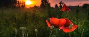 Preview wallpaper poppy, red, flowers, bloom, plant